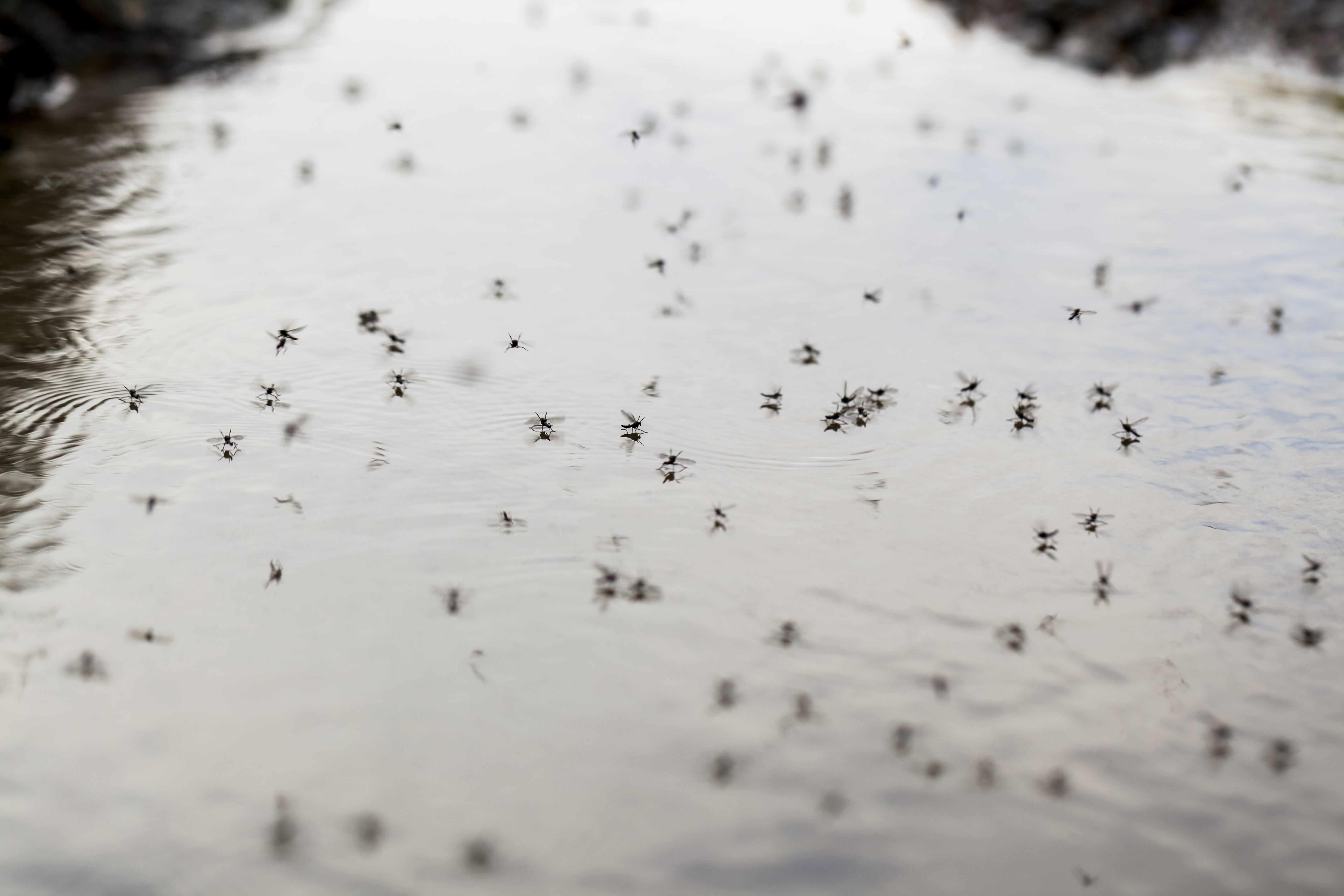 natural swimming pool mosquitoes